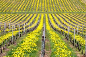 Read more about the article The Vineyards Cover Crop